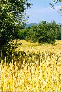 observation hill.JPG (26564 bytes)