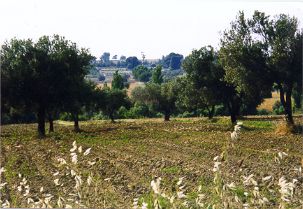 the vineyard.JPG (21469 bytes)